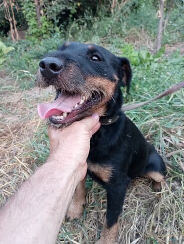 купить чихуахуа мини: Ягдтерьер, 3 месяца, Самец — 5