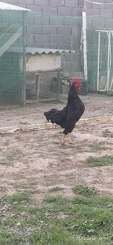 гончая собака: Продаю | Петух | Для разведения — 1