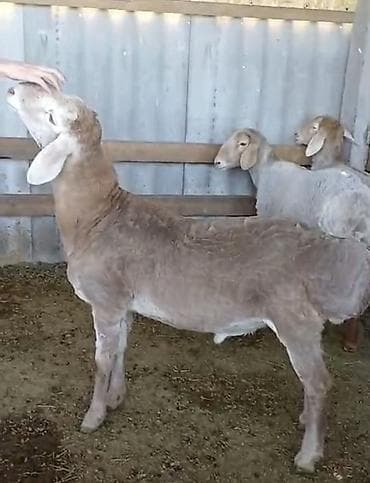 сары булун: Сатам | Кочкор (эркек) | Көбөйтүү үчүн | Асыл тукумдуу — 1