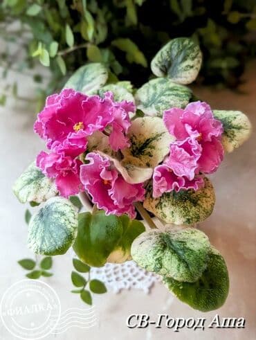 кара семичка: Продаю сортовые, коллекционные фиалки (стандартные, трейлерные,мини и — 28