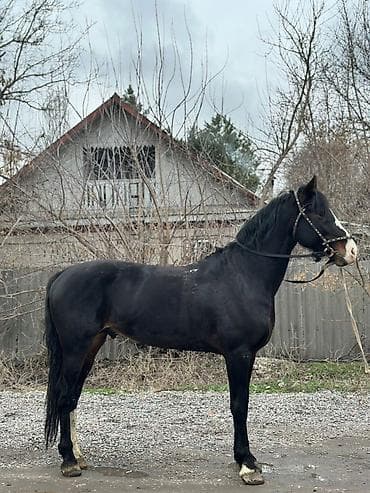 жылкы жаныбар: Сатам | Байтал | Жумушка — 5