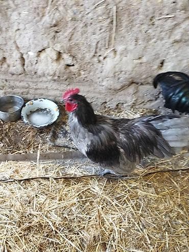 короз гул: Сатам | Короздор | Көбөйтүү үчүн — 3