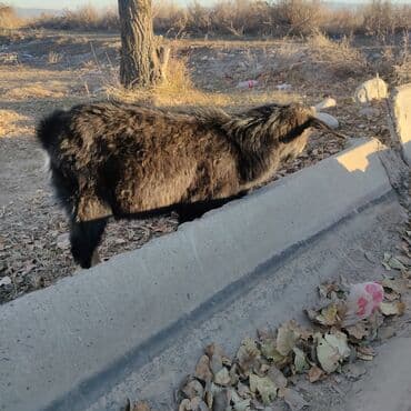 отдам котят в добрые руки бишкек: Продоем козлят улактар возраст 7 мес.цена10тыс .на выпасе — 6