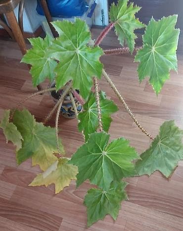 Драцены и Сансевиерии: БЕГОНИЯ- ЦВЕТОК комнатный не капризный, полив 1 раз в неделю. Цена — 2