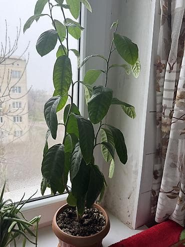 аксессуары женские: Продаю домашние цветы в Кара Балте звоните() — 4