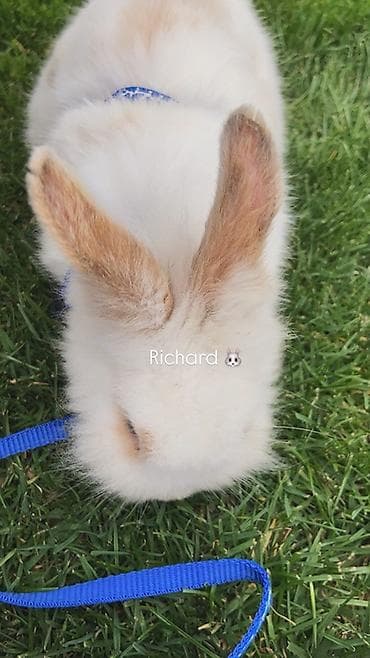 кой эдилбай: Отдаю кролика на 3месяцев, в хорошие руки, из за перелетов не могу его — 2