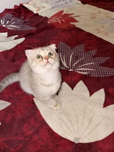 Животные: Скотиш Фолд (Шотландская вислоухая), 2 месяца, Мальчик, Серебристая шиншилла — 5