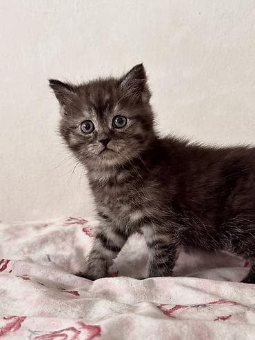 шотландская коричневая кошка: Скотиш Страйт (Шотландская прямоухая), 2 месяца, Мальчик, Шоколадный, Метис, Приучена к лотку, Проглистована — 3