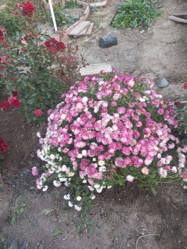 заправка газовых баллонов на дому бишкек: Рассада цветка: Хризантемы — 20