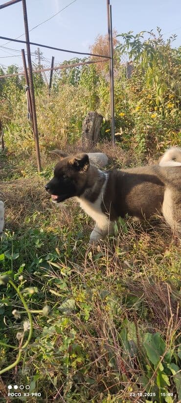 купить собаку акита ину: 3 месяца, Самец — 11