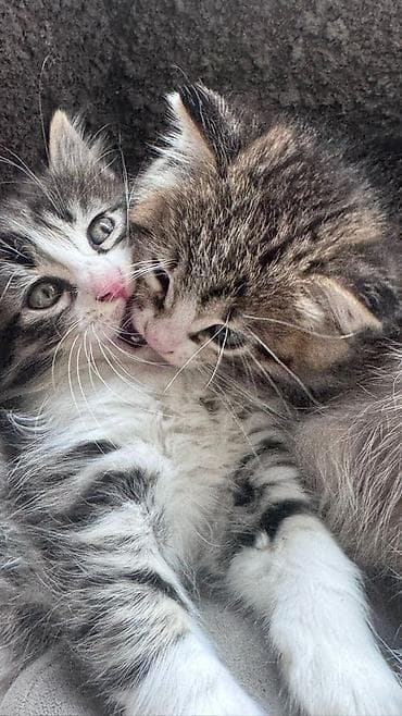 cat sofa: Беспородная, 2 месяца, Мальчик, Серый, Приучена к лотку — 4
