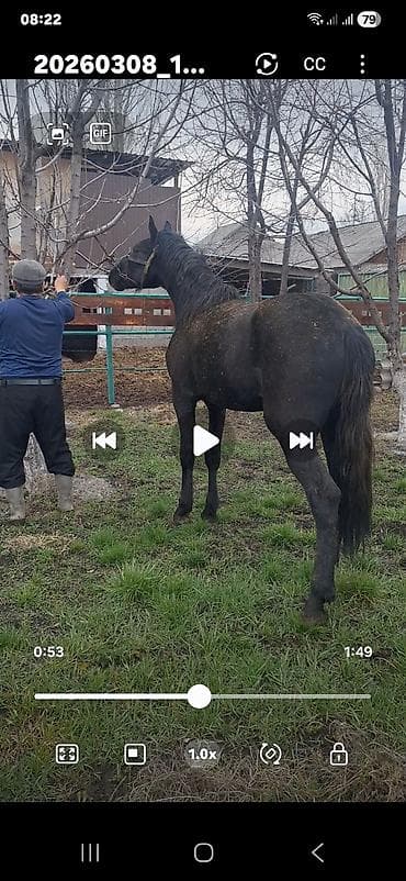 Айыл-чарба жаныбарлары: Сатам | Байтал | Ат спорту | Асыл тукумдуу — 9