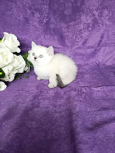Мышыктар сатылат: Шотландские котятавозраст полтора месяца .Готовы переехать в новые — 3