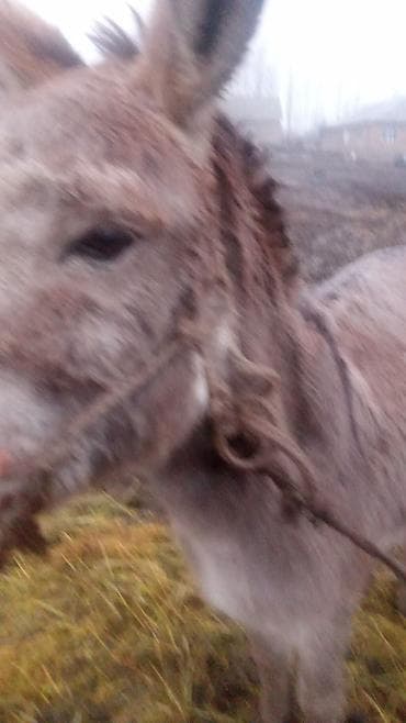 Еркек. Осёл, рабочий/упряжной Описание: - Домашний осёл серой масти
