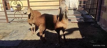 молоко воз: Продаю | Ягненок | Для разведения — 9