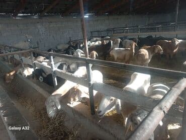 купить собаку шпица недорого: Продаю | Овца (самка) | На забой, Для разведения | Матка — 2