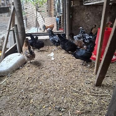 fish eye: Продаю | Куры | Для разведения — 1