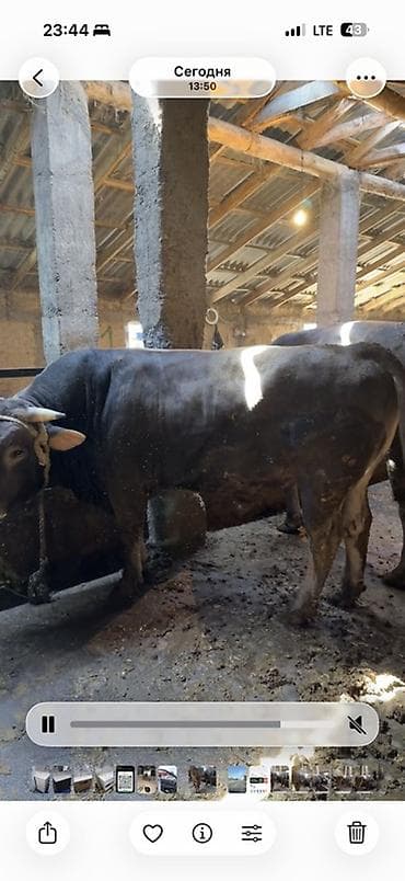 животные собаки: Продаю | Бык (самец) | Швицкая | На откорм | Привязанные — 3