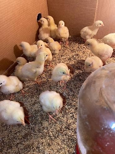 Айыл-чарба жаныбарлары: Сатам | Балапандар | Бройлер | Союуга — 3