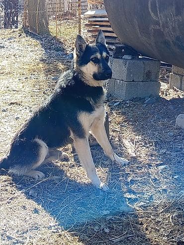 Башка жаныбарлар: Порода лайка
Баасы келишимдуу — 1