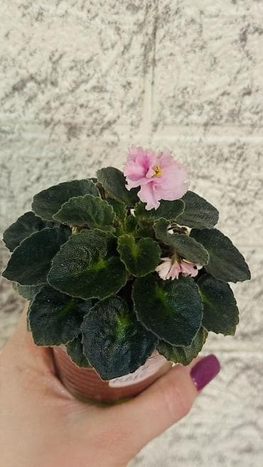 цветы офисные: Сенполия (узамбарская фиалка) в горшке компактного размера.сейчас — 1