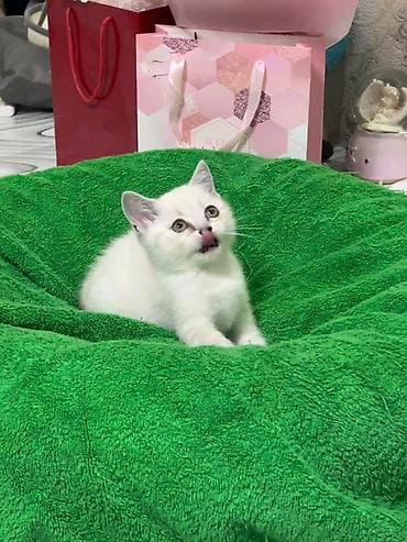 сколько стоит сиамский котёнок: Британская короткошёрстная, 2 месяца, Девочка, Белый, Приучена к лотку — 1