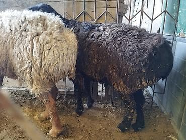 овчарка самка: Продаю | Овца (самка) | Для разведения | Матка — 8