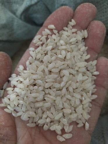 яицо фазана: Рис круглозёрный, рассыпчатый - Тип: круглозёрный белый рис — 2