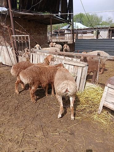 собаки сокулук: Сатам | Козу | Арашан | Көбөйтүү үчүн | Асыл тукумдуу — 6