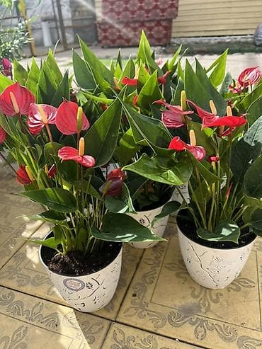 Денежное дерево: Комнатные цветы в горшках — готовые к украшению дома или офиса — 3