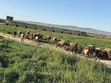 машинка для стрижек овец: Продаю | Овца (самка) | Для разведения — 1