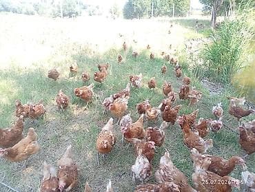 плимутрок куры: Продаю | Куры | Несушки — 8