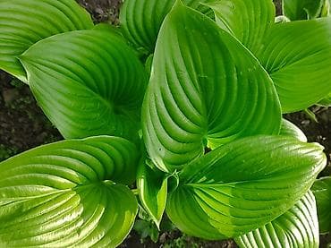 гортензия цена: Садовые многолетники хосты 100-400 сом, хризантемы жёлтые цветут с — 1