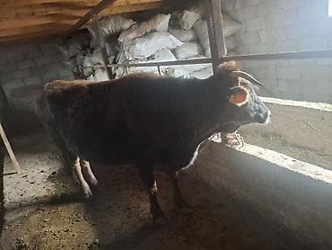 моторчик для инкубатора: Продаю | Корова (самка) | Для молока | Привязанные — 3