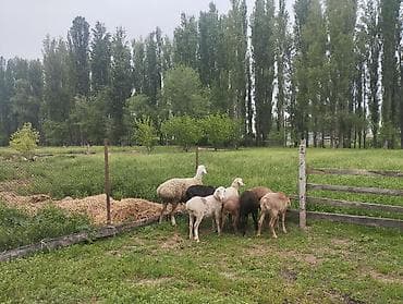 баран дулан: Продаю | Овца (самка) | Полукровка | Для разведения | Ярка — 4