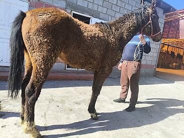 Ветеринар кызматы: Сатам | Байтал | Көбөйтүү үчүн — 4