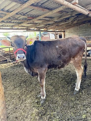 улитки аквариумные: Продаю | Тёлка | Швицкая | На откорм | Стельные, Искусственник — 1