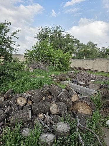 Жер тилкелери: 52 соток, Бизнес үчүн, Кызыл китеп — 5