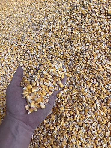пшено: Продаю ячмень пшеницу кукурузу отруби оптом с доставкой с 8 тон и — 3