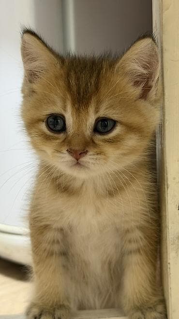 Животные: 🐾Готовы к переезду британские короткошерстные котята! 🐾 ❤️Оба родителя — 2