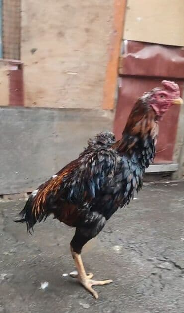 короз сатылат: Сатам | Тооктор | Тебиштирүүчү | Көбөйтүү үчүн — 4