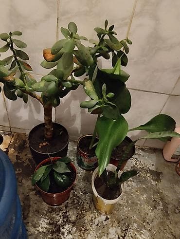 прошу помощи: 4 цаетка рбмен на 5 кг сахара — 1