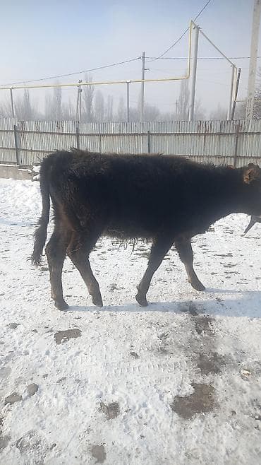 Oldsmobile: Продаю | Бык (самец) | На откорм — 7