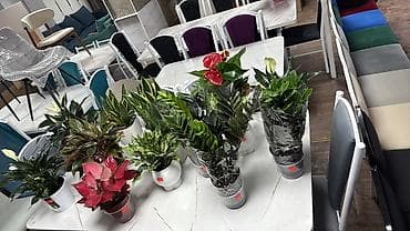 спатифиллум гигантский: Комнатные растения в горшках — декоративно-лиственные и цветущие В — 4