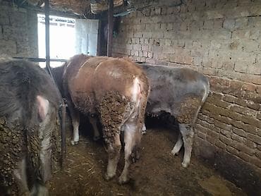 Уйлар, букалар: Сатам | Кунаажын | Союуга — 6