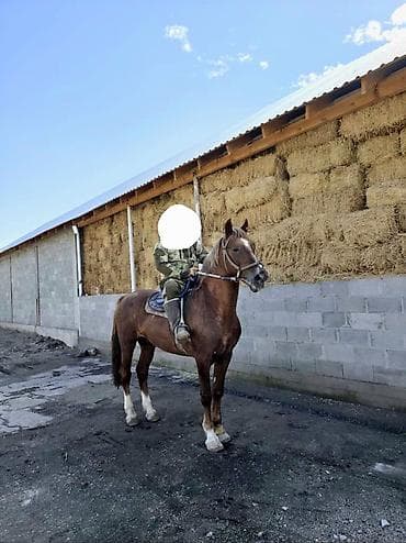 кон: Продаю | Конь (самец) | Конный спорт | Племенные — 1