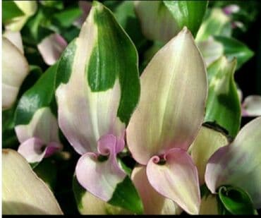 Декор и интерьер: Хлорофитумы. распродажа Хлорофитум - можно по праву назвать — 11