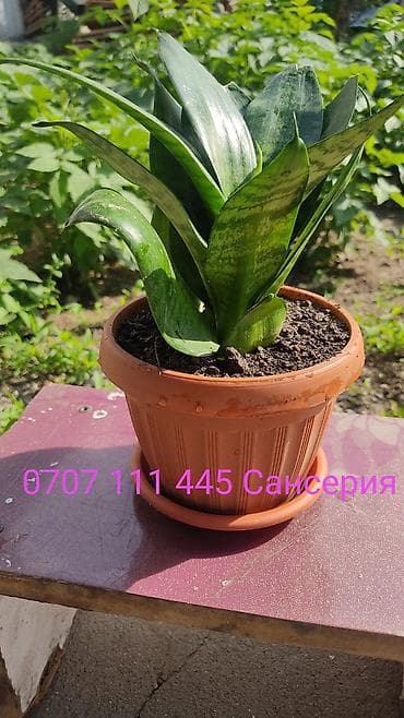 драценна: Сансевиерия (Sansevieria) в горшке - Компактный сорт с широкими — 2