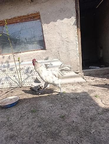 үй жаныбарлары: Сатам | Инкубацияланган жумурткалар | Көбөйтүү үчүн — 2