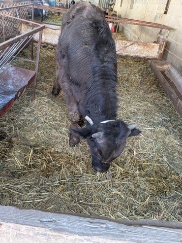 бычки ангусы: Продаю | Бык (самец) | Швицкая | На откорм — 3